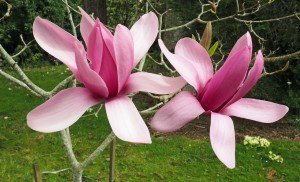 The largest Magnolia trees were nearly one hundred years old.